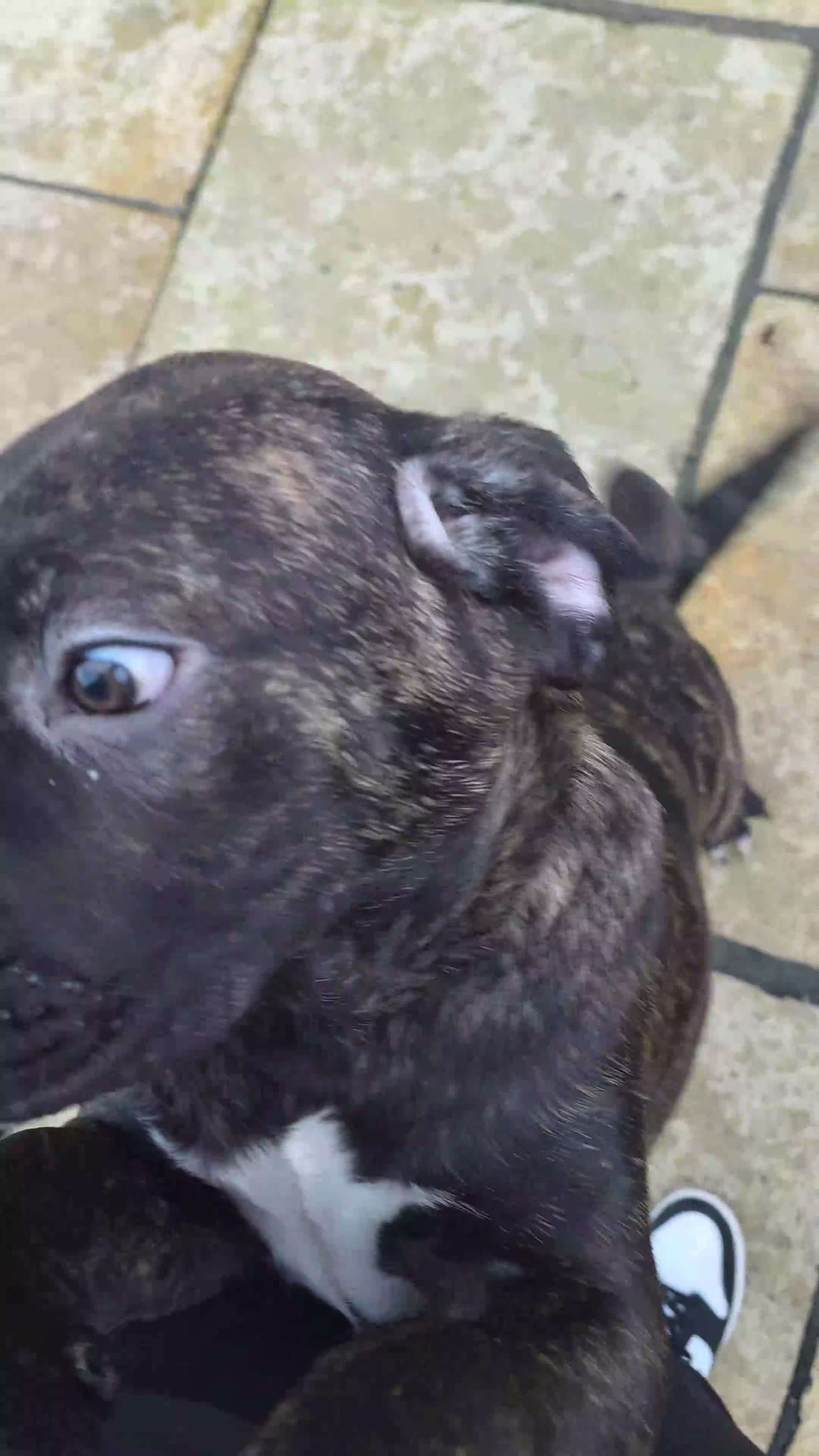 Cane Corso dogs for sale: Gorgeous cane corso puppies  - Video 3