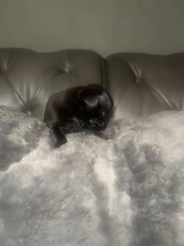 Frug dogs for sale: 5 pug puppies  - Video 4