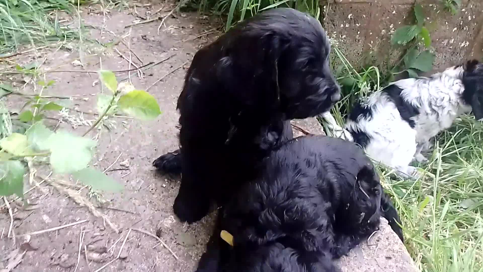Cockapoo dogs for sale: Five Delightful Cock a poo  Puppies for Sale  - Video 3