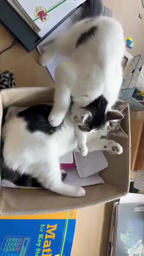 Mixed Breed cats for sale: Adorable girl and boy - Video 1