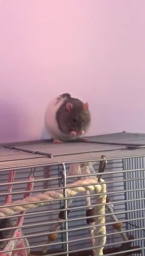 Rat rodents for sale: 😢 IT IS TIME. Ozzy and Murphy Need a New Home 🐀  - Video 1