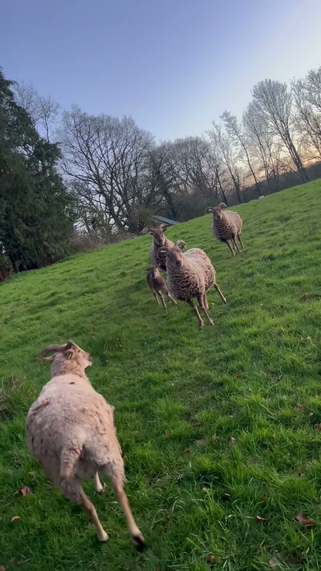 Sheep livestock for sale: Pedigree Castlemilk Moorit sheep in Taunton - Video 1