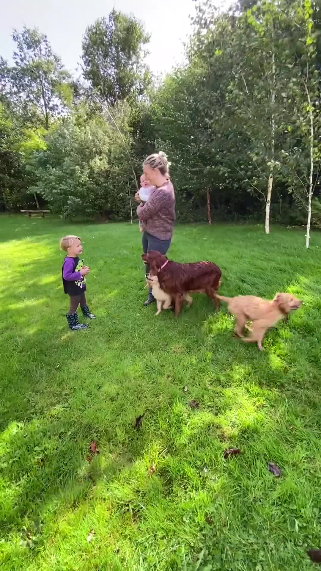 Irish Doodle dogs for sale: F1 Standard Irish Doodle Puppies  - Video 2