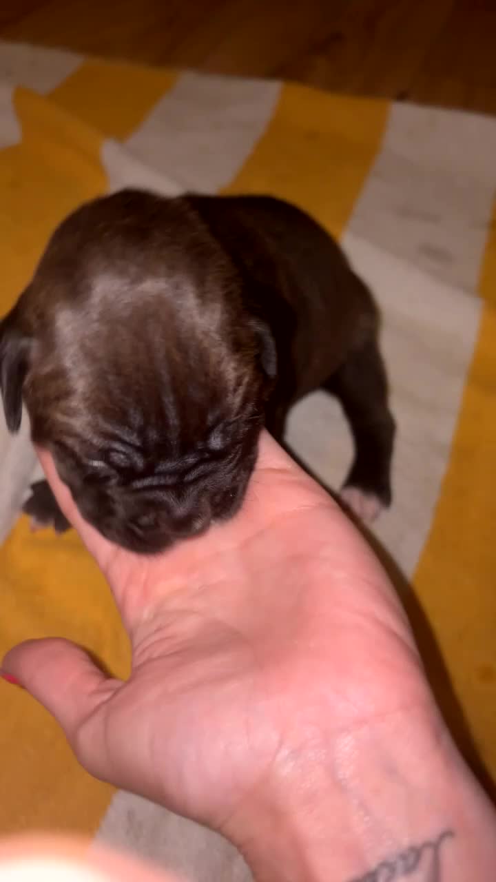 Mixed Breed dogs for sale: Gorgeous cane corso cross puppy’s  - Video 1