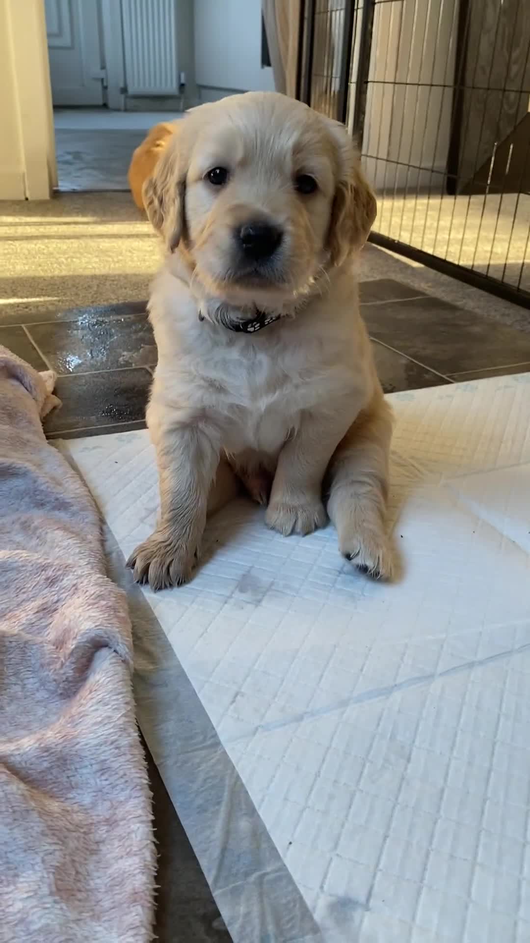 Golden Retriever dogs for sale: Golden Retriever Puppies (3 x Females Available) - Video 1