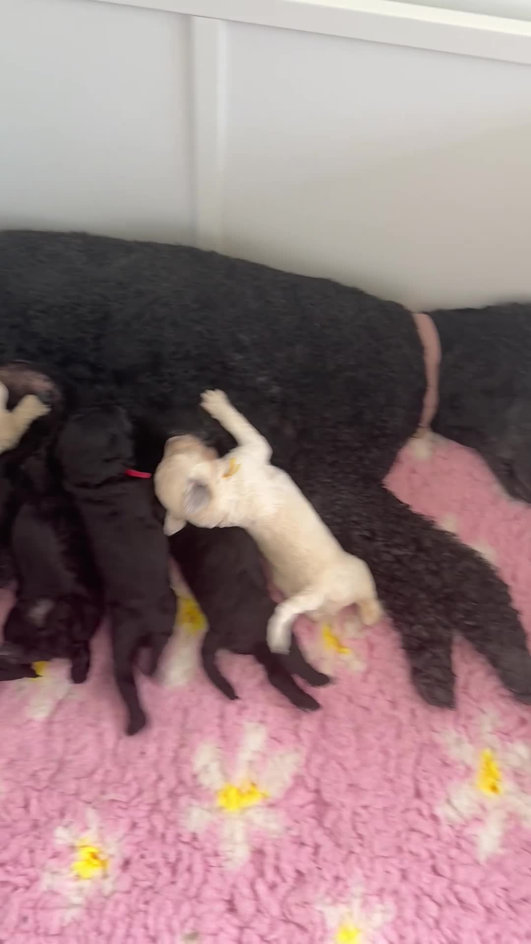 Standard Poodle dogs for sale: KC Registered Show Quality Standard Poodle Puppies - Video 1
