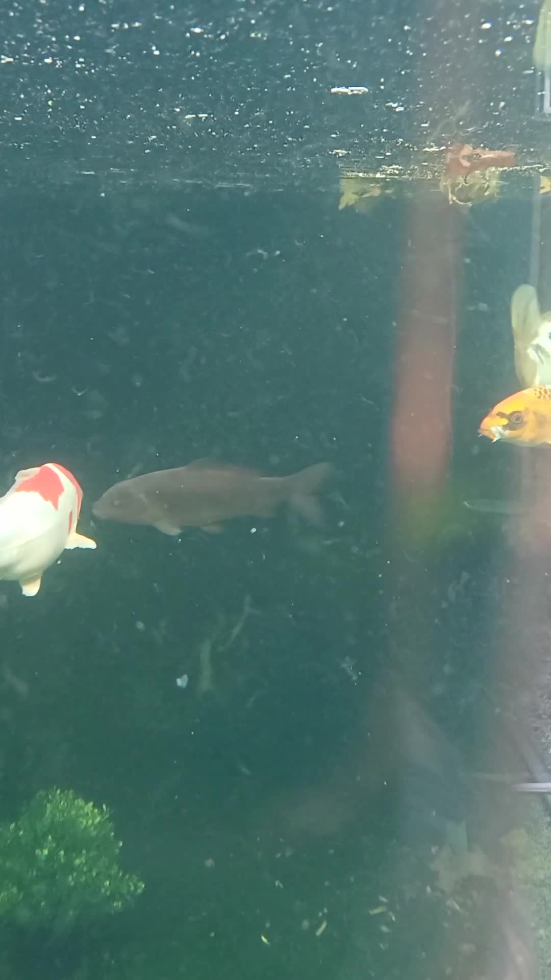 Koi Carp fish for sale: Koi for sale - Video 2