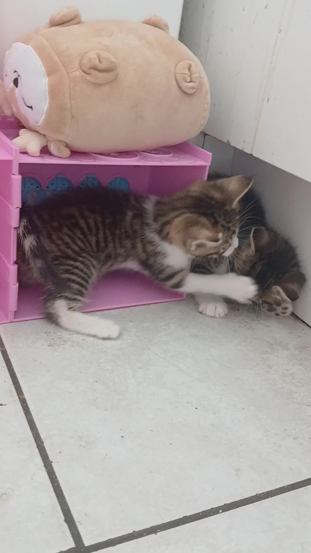 Mixed Breed cats for sale: TWIN TABBY GIRLS AND A GINGER BOY - Video 1