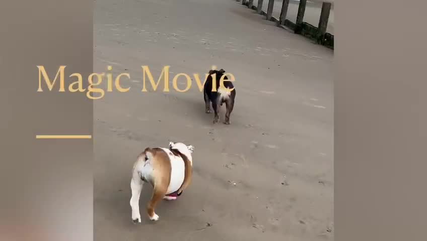 English Bulldog dogs for sale: Auroa - Video 1