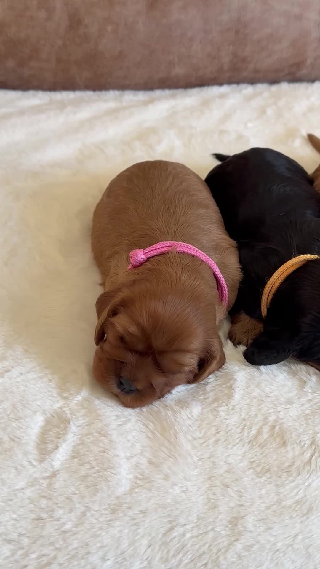 Cavalier King Charles Spaniel dogs for sale: Health Tested KC Registered Girls - Video 2