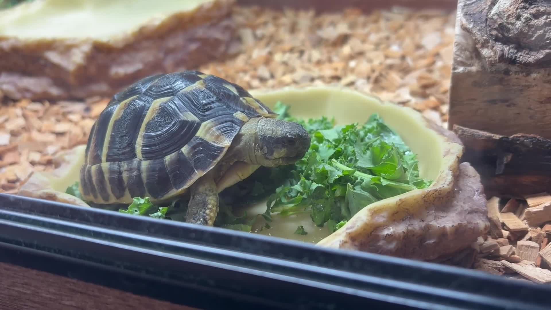 Hermann Tortoise reptiles for sale: 8 month old male hermann tortoise - Video 1