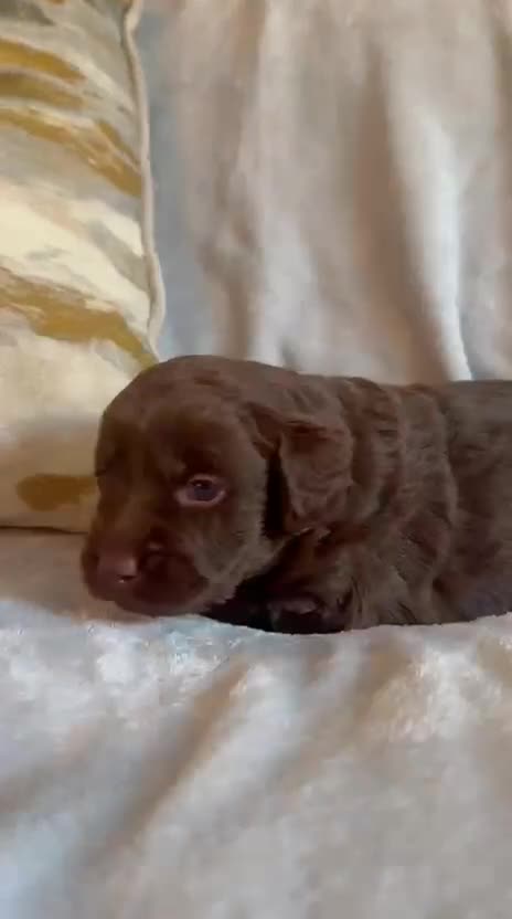 Miniature Poodle dogs for stud: 💥FOR STUD💥 CHOC MERLE PHANTOM MIN POODLE in Doncaster - Video 2