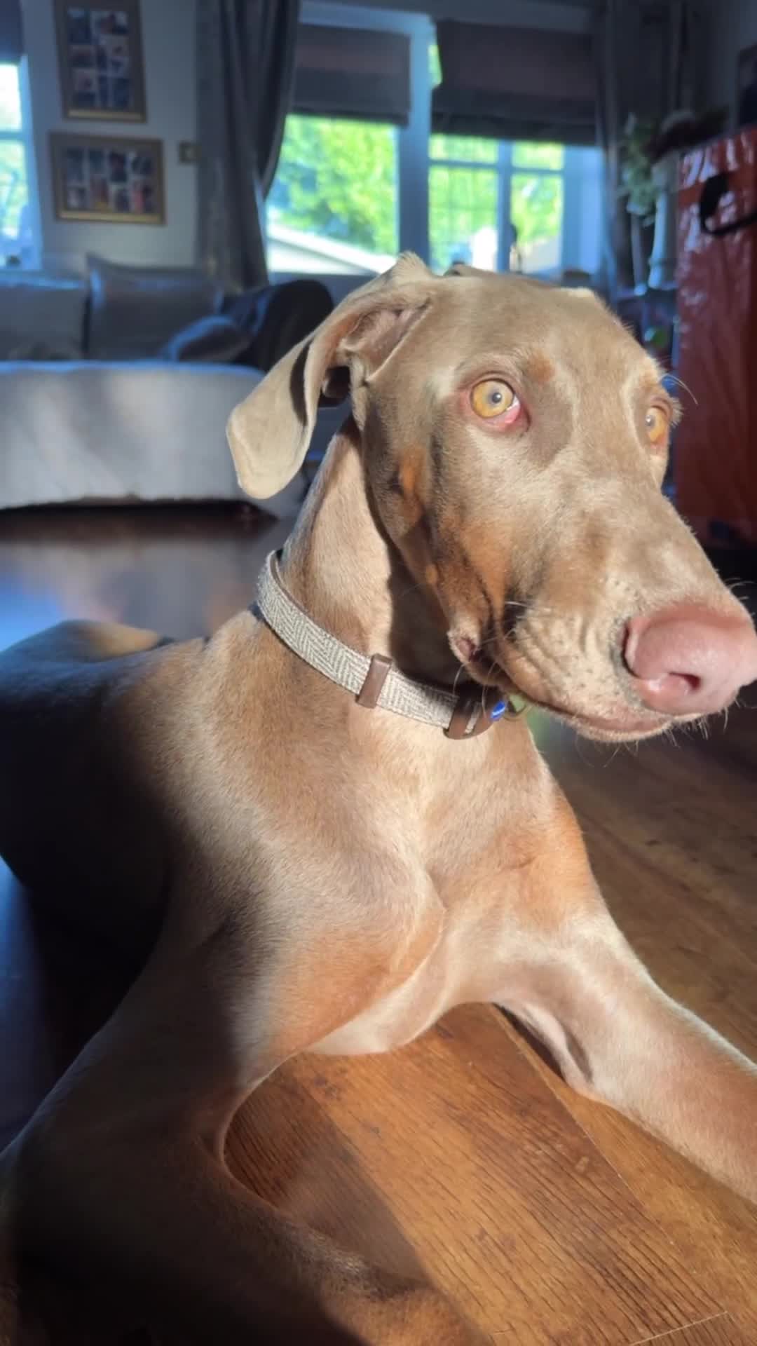 Dobermann dogs for sale: Isabella Male Doberman Puppy - Video 1