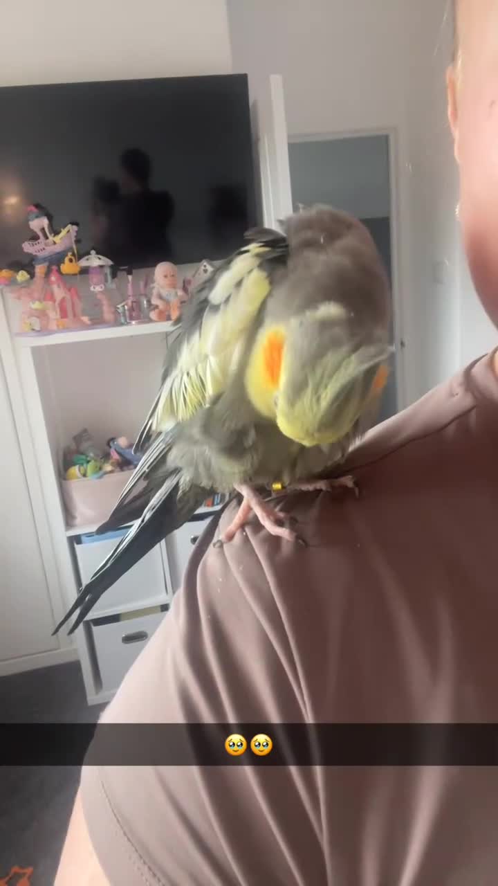Cockatiels birds for sale: Gorgeous boy Paolo - Video 1