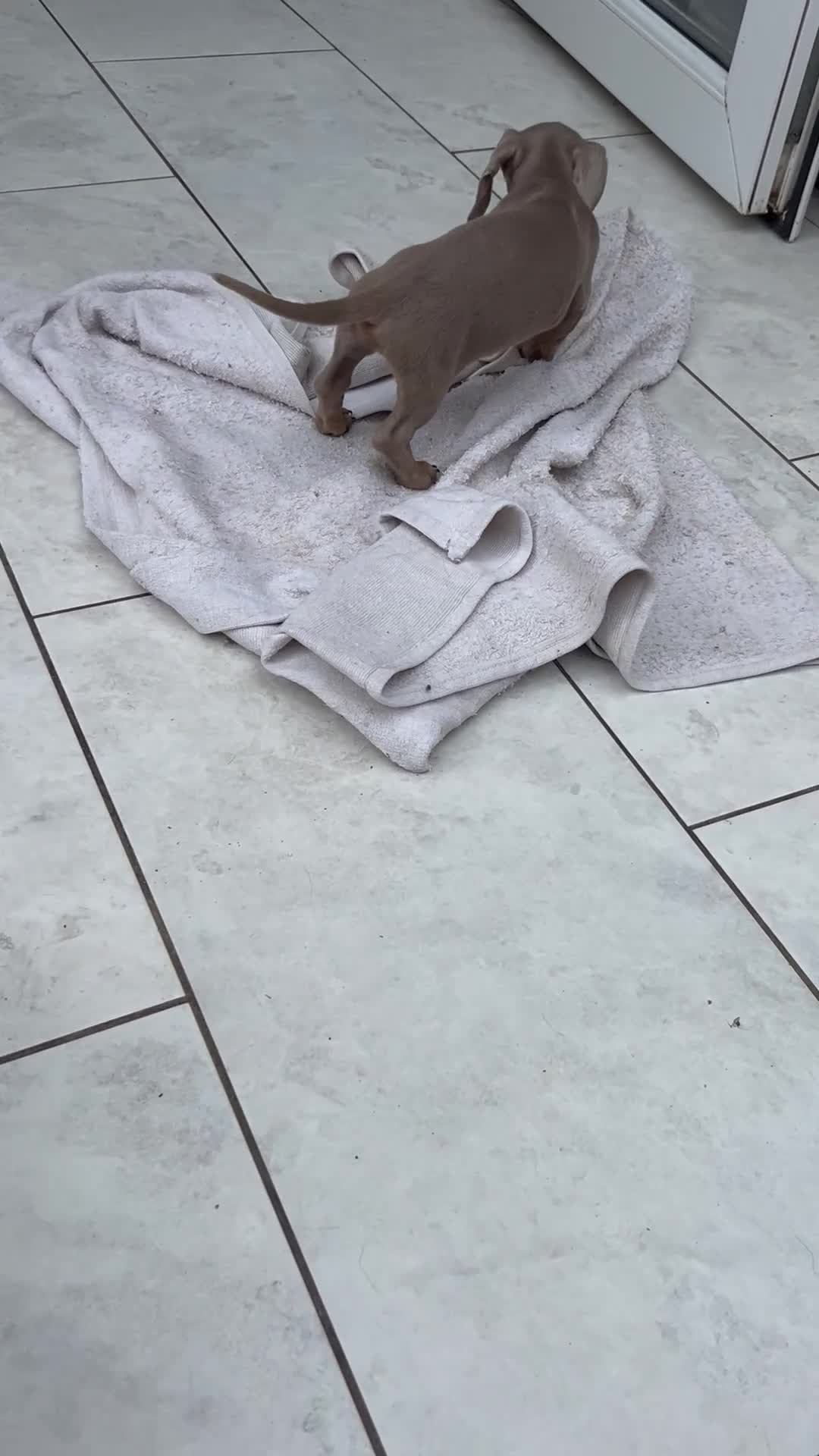 Dachshund dogs for sale: MINI DACHSHUND PUPPIES - Video 1