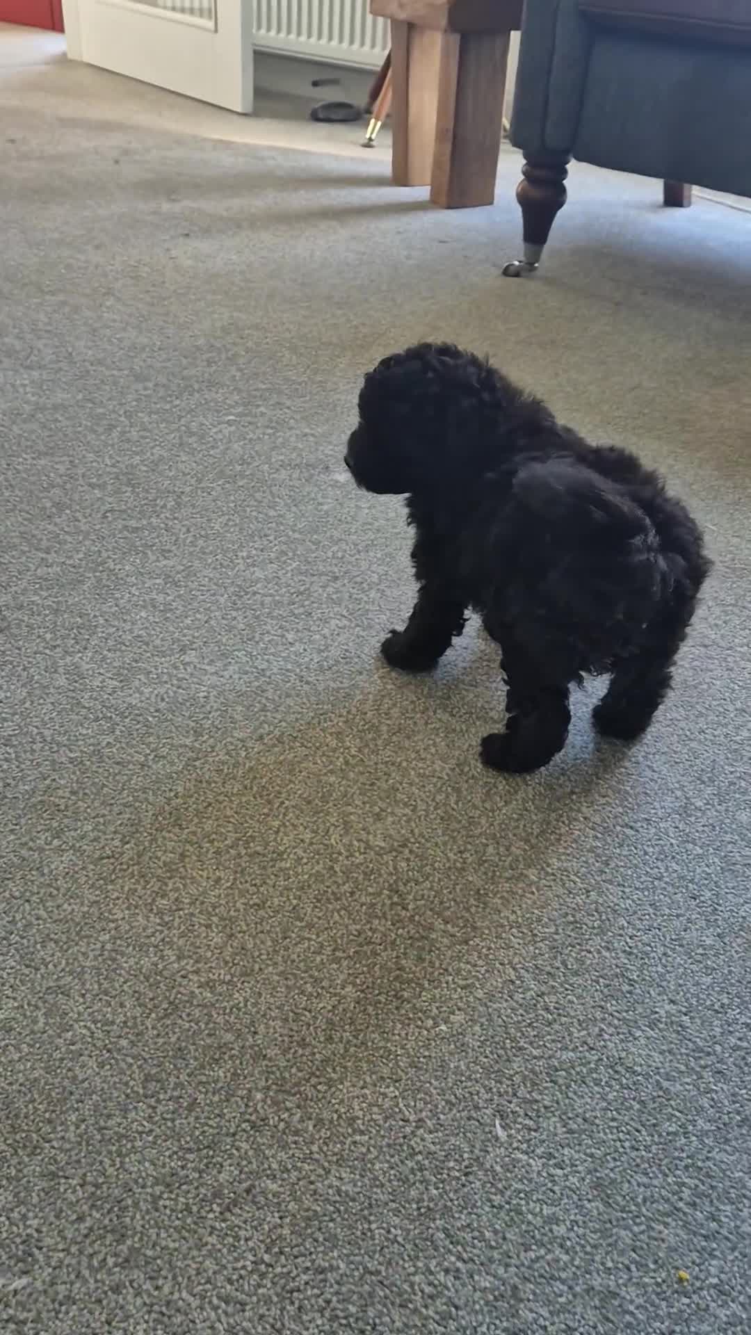 Pomapoo dogs for sale: Toy poodle x pomapoo  - Video 1