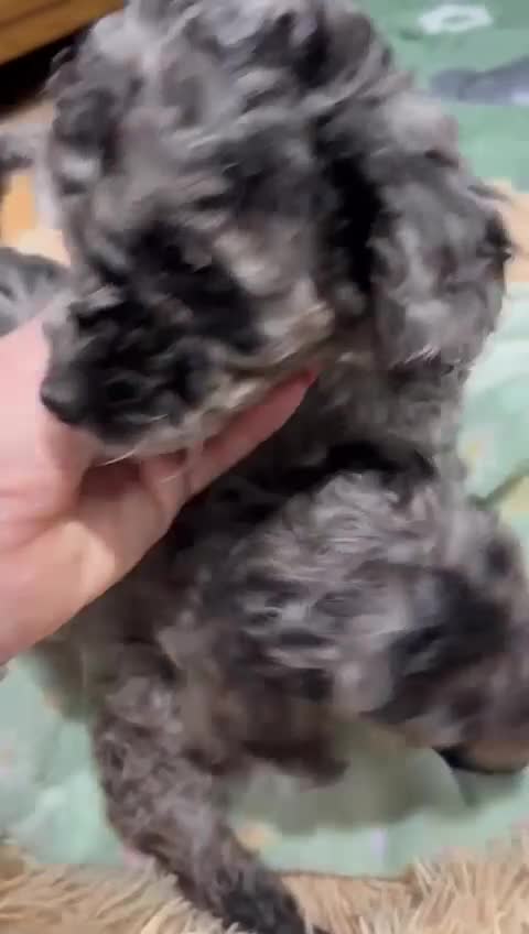 Toy Poodle dogs for sale: ❤️3 toy poodle puppies 🐶  - Video 3