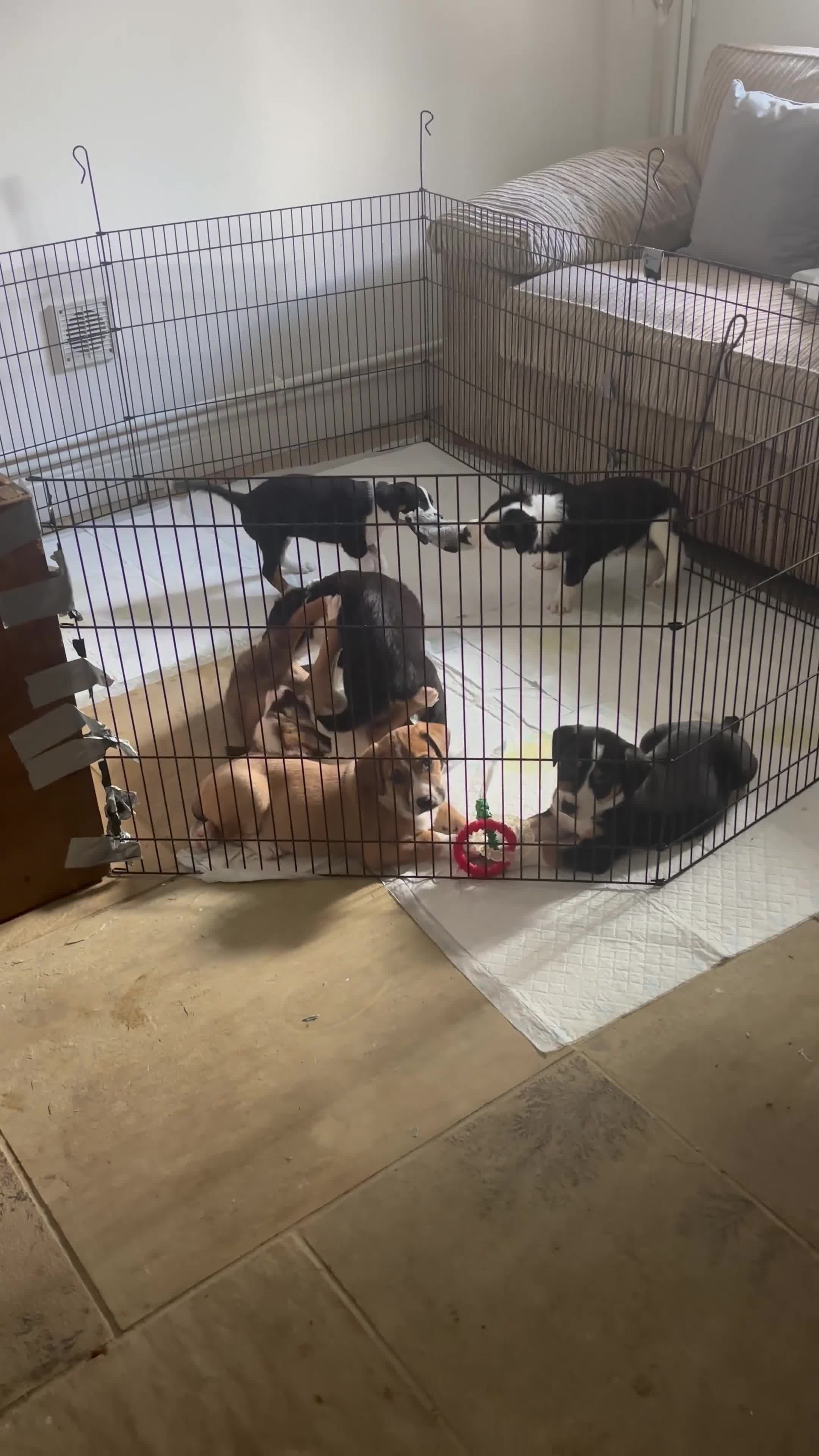 Mixed Breed dogs for sale: Collie x Lurcher Springer - Video 3