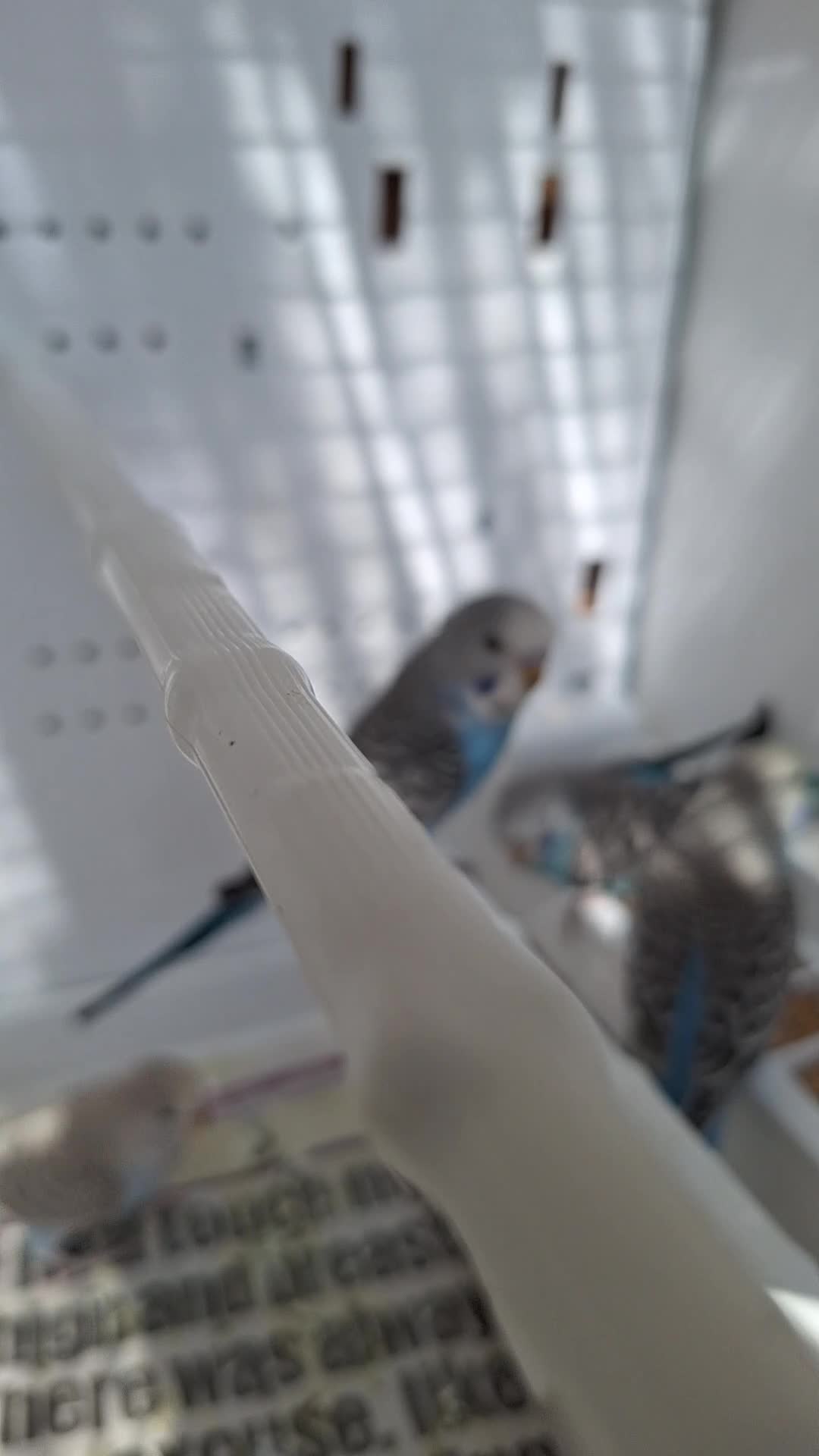 Budgerigars birds for sale: Baby budgies  - Video 2