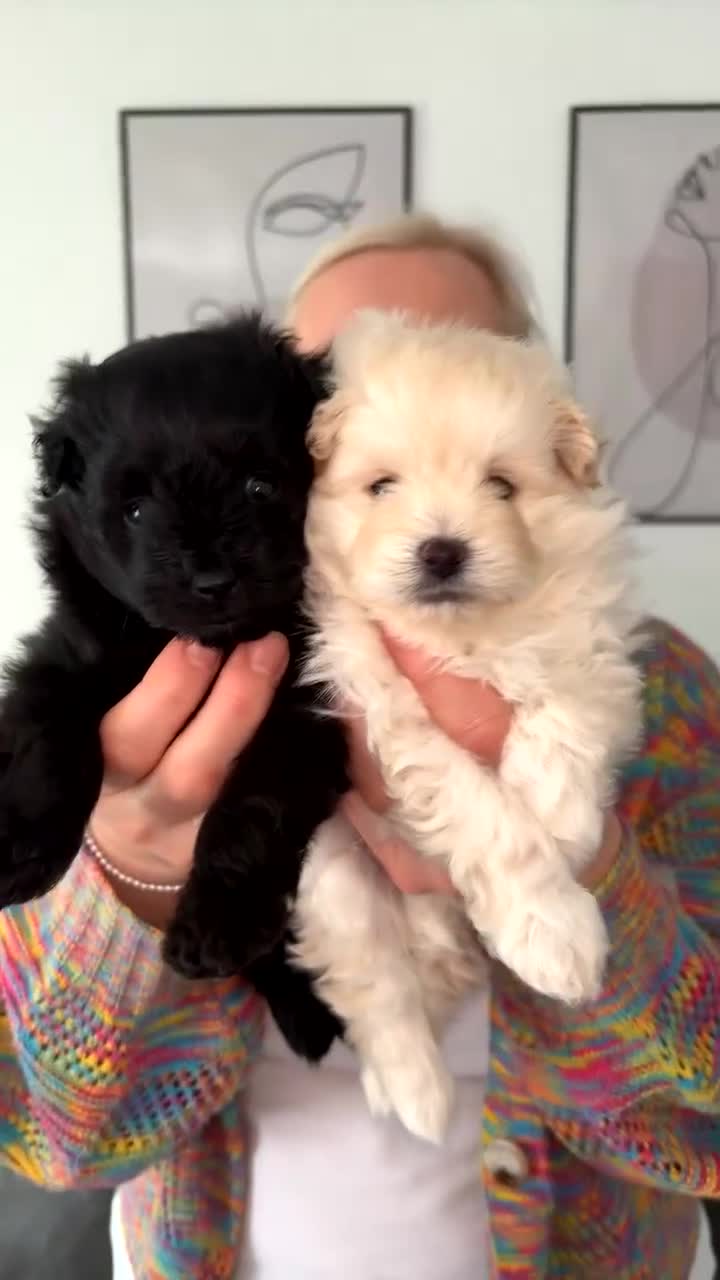 Pomapoo dogs for sale: 2 adorable boy pomapoo’s  - Video 1
