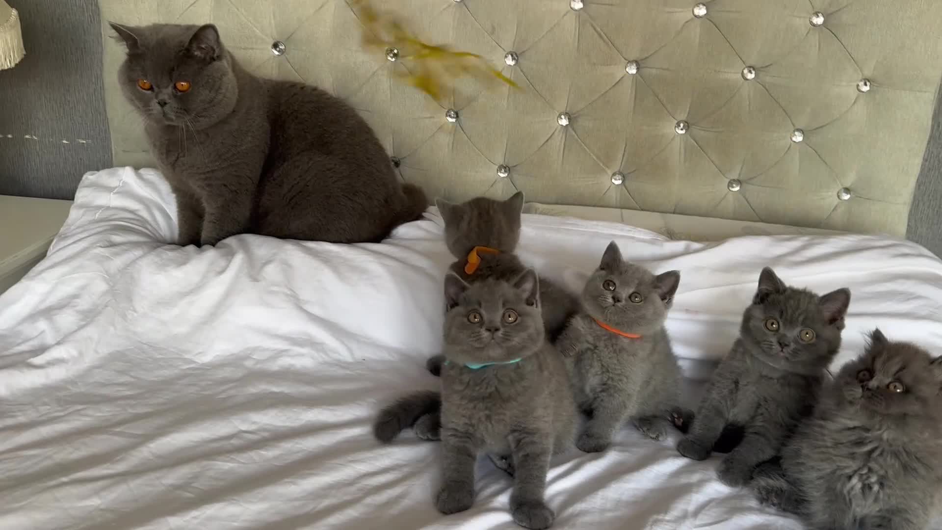 British Shorthair cats for sale: TICA Active British shorthair and longhair male in Bridgnorth - Video 4