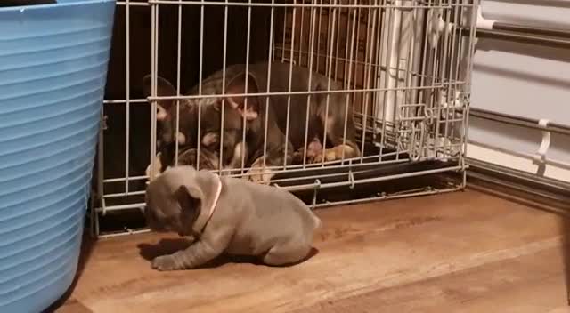French Bulldog dogs for stud: Kye - Lilac and Tan Frenchie in St Albans - Video 1
