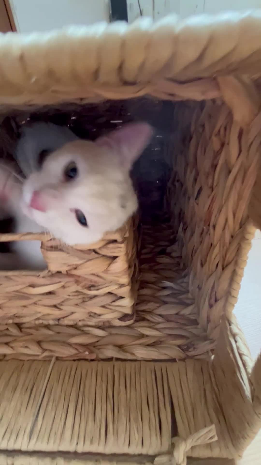 Mixed Breed cats for sale: Urgent re homing - Video 1