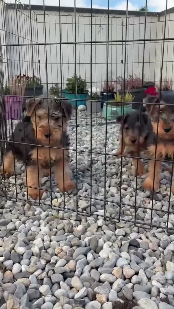Welsh Terrier dogs for sale: Welsh terrier pups of outstanding pedigree - Video 2