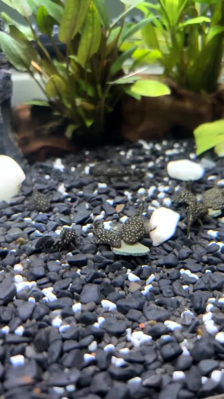 Plecos fish for sale: Bristle Nose Plecs  - Video 1