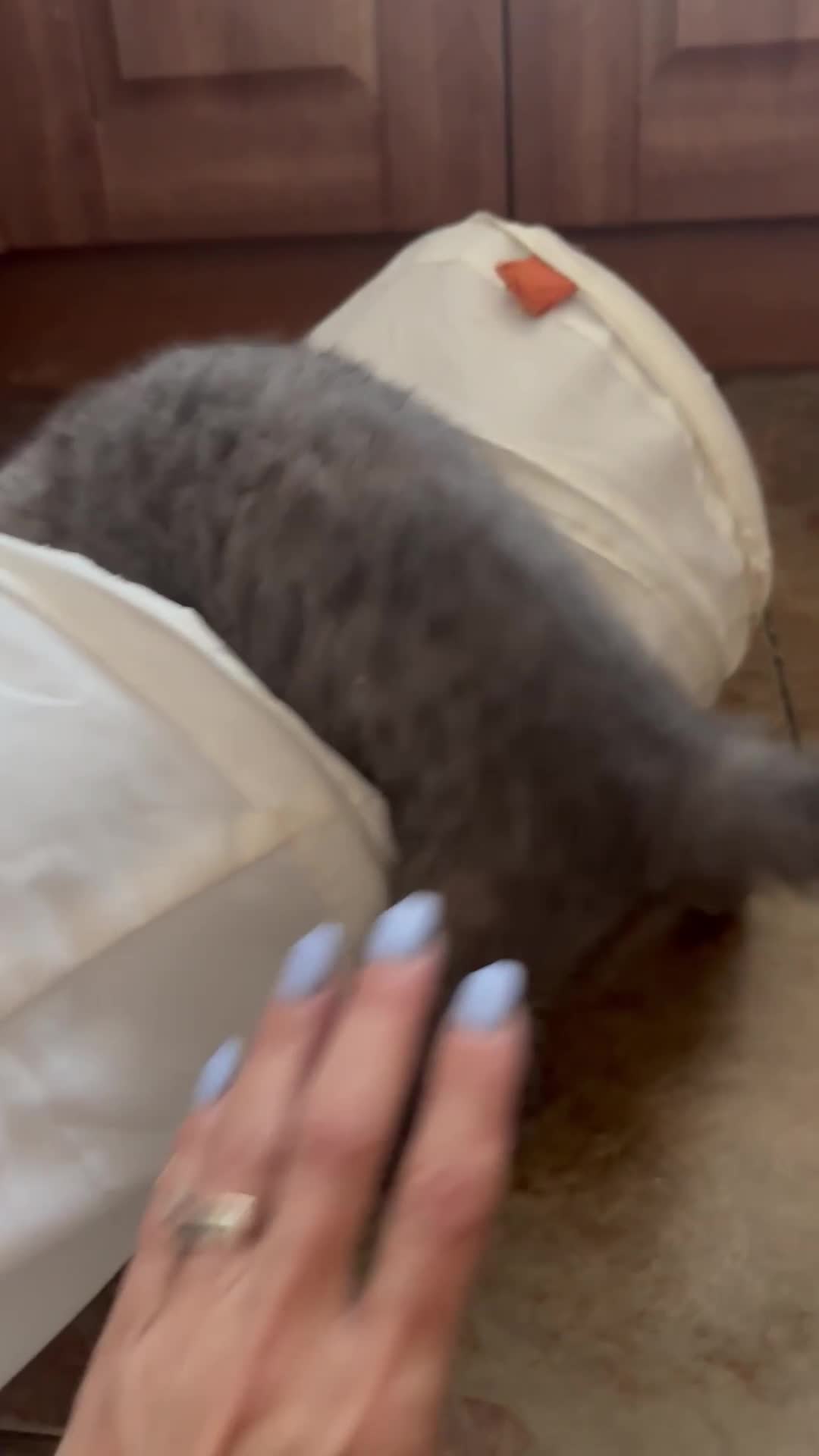British Shorthair cats for sale: Two female British Shorthair kittens for sale - Video 4