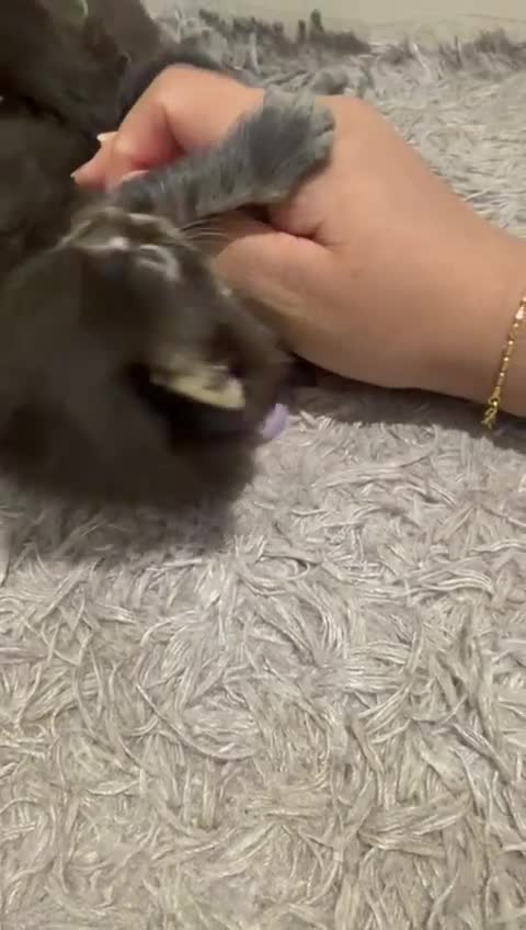 Maine Coon cats for sale: Last one! Ready 3rd May – European Bloodlines - Video 3