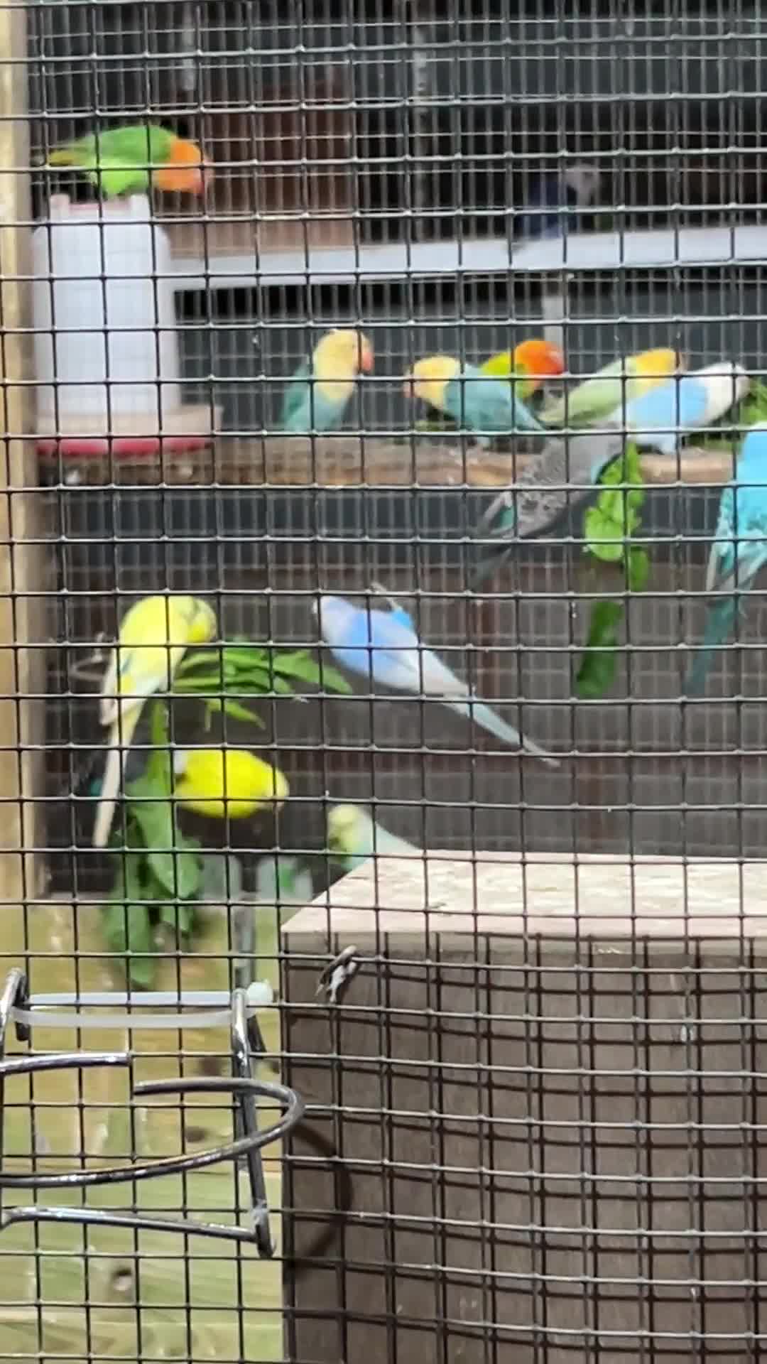 Lovebirds birds for sale: Beautiful baby lovebirds and adult lovebirds  - Video 1