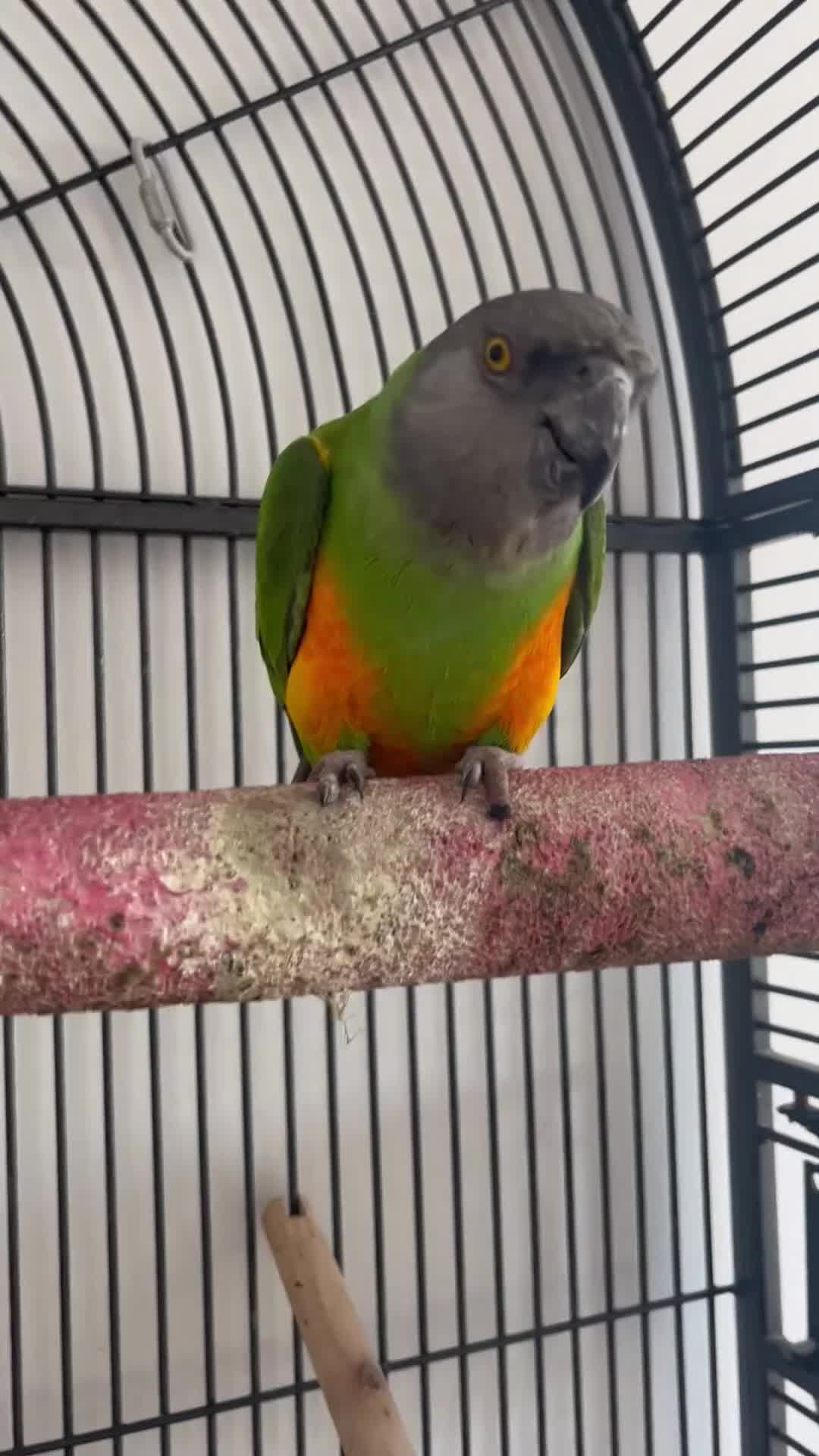 Parrots birds for sale: Senegal parrot  - Video 3