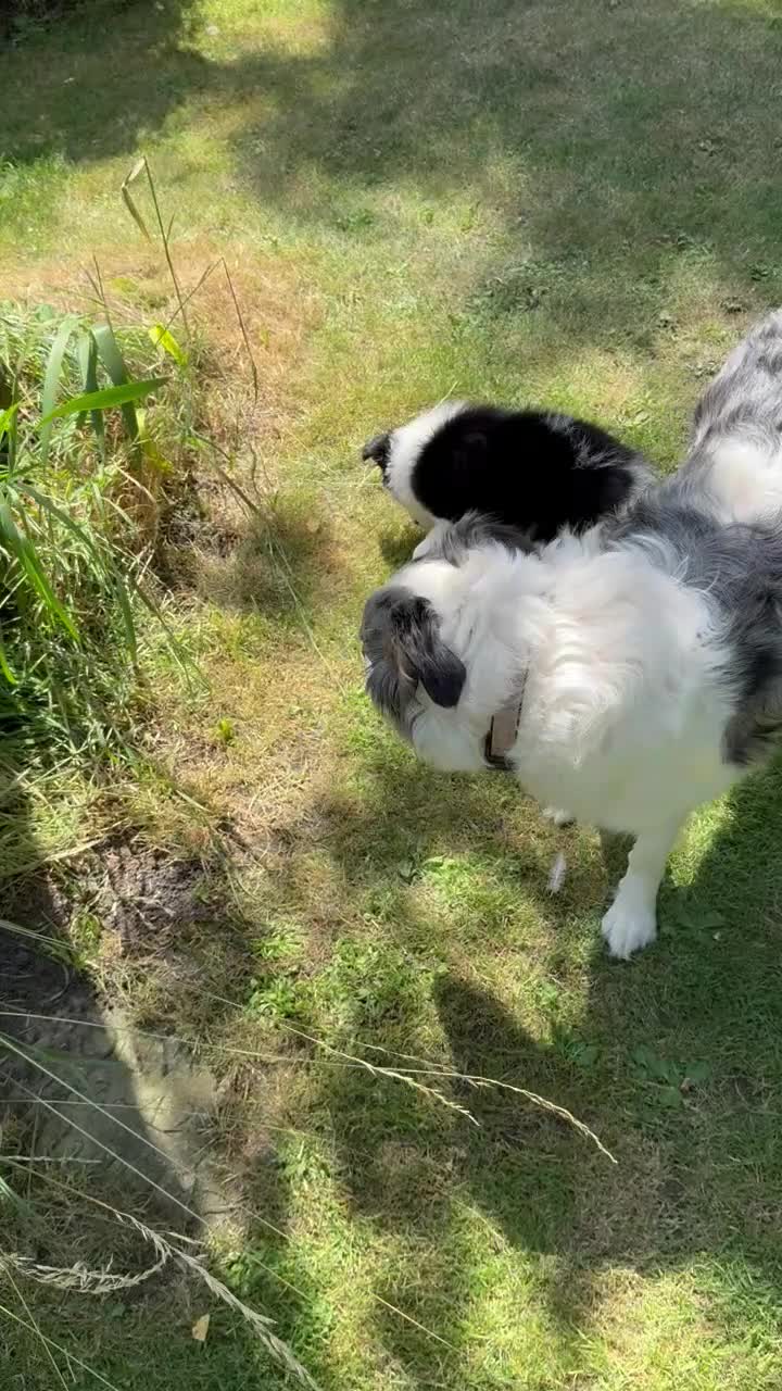 Border Collie dogs for sale: Litter of three striking Border Collie puppies  in Witney - Video 4
