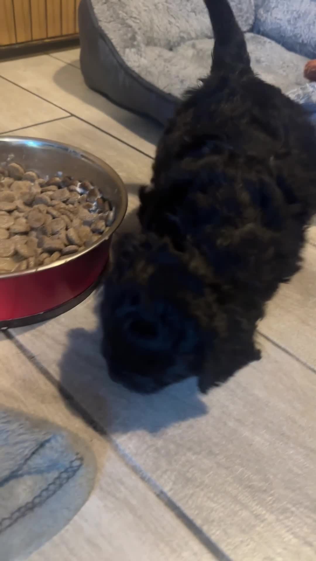 Cockapoo dogs for sale: 3 beautiful Cockapoo puppies - Video 1