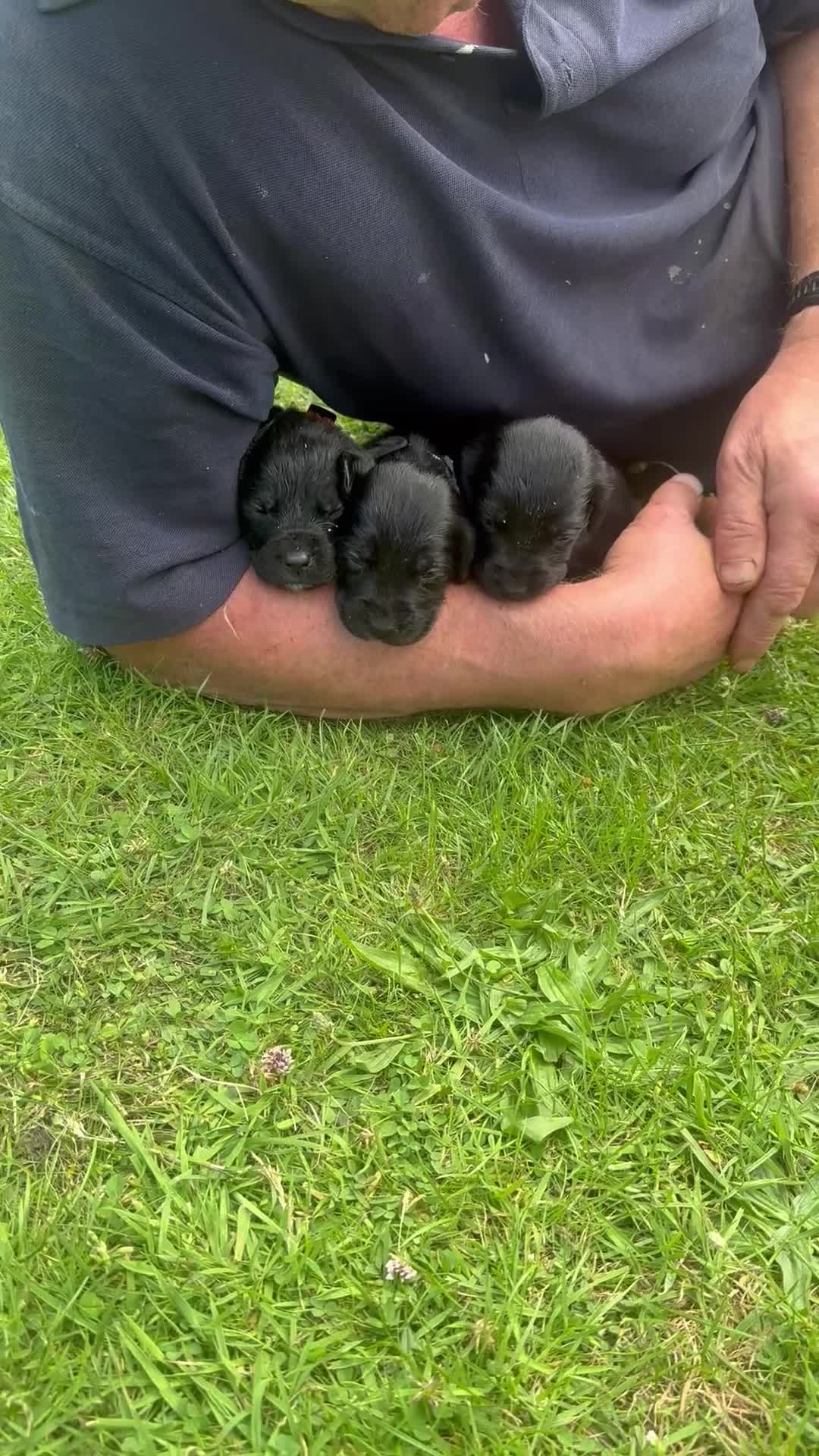 Springador dogs for sale: Springador in Droitwich - Video 2