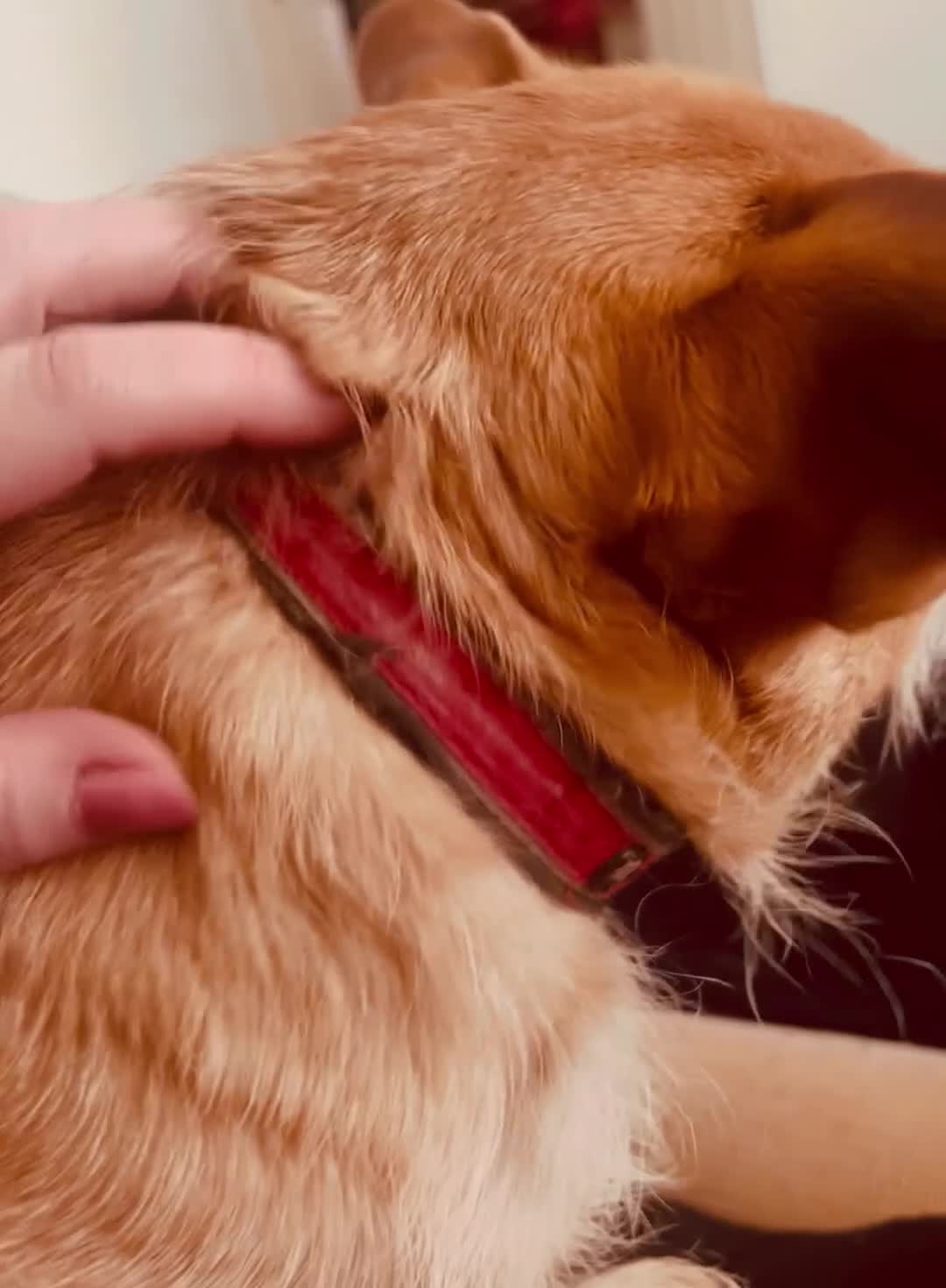 Patterjack dogs for sale: Gorgeous Boy needs child free home!  - Video 1