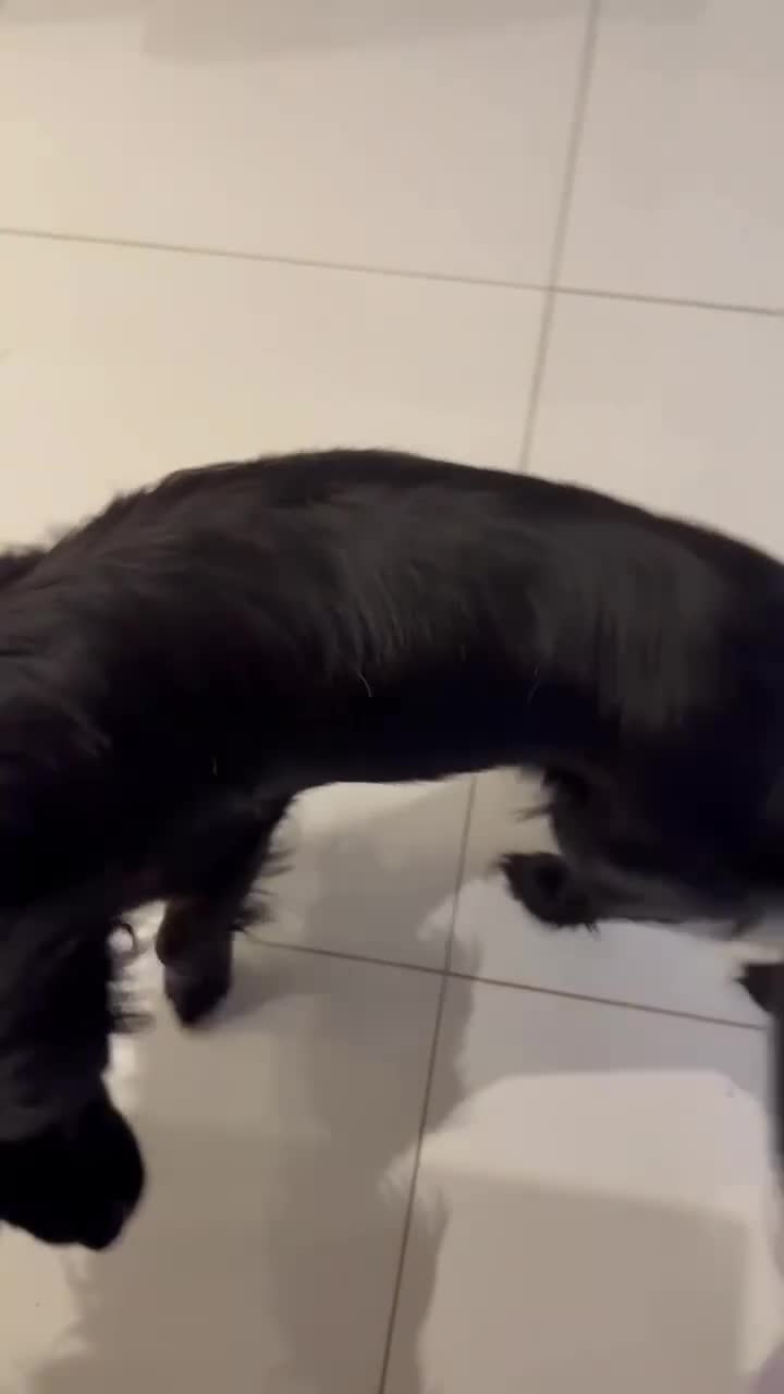 Mixed Breed dogs for adoption: Meet Raisan - Video 1