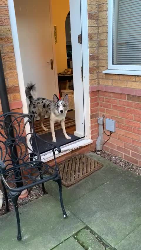 Border Collie dogs for stud: PROVEN! STUD ONLY! Stunning Merle Border Collie. in Coventry - Video 4