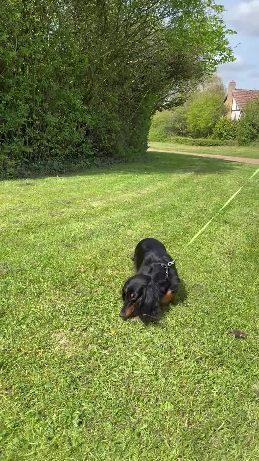 Miniature Dachshund dogs for sale: Lovely 6y old spayed girl - Video 1