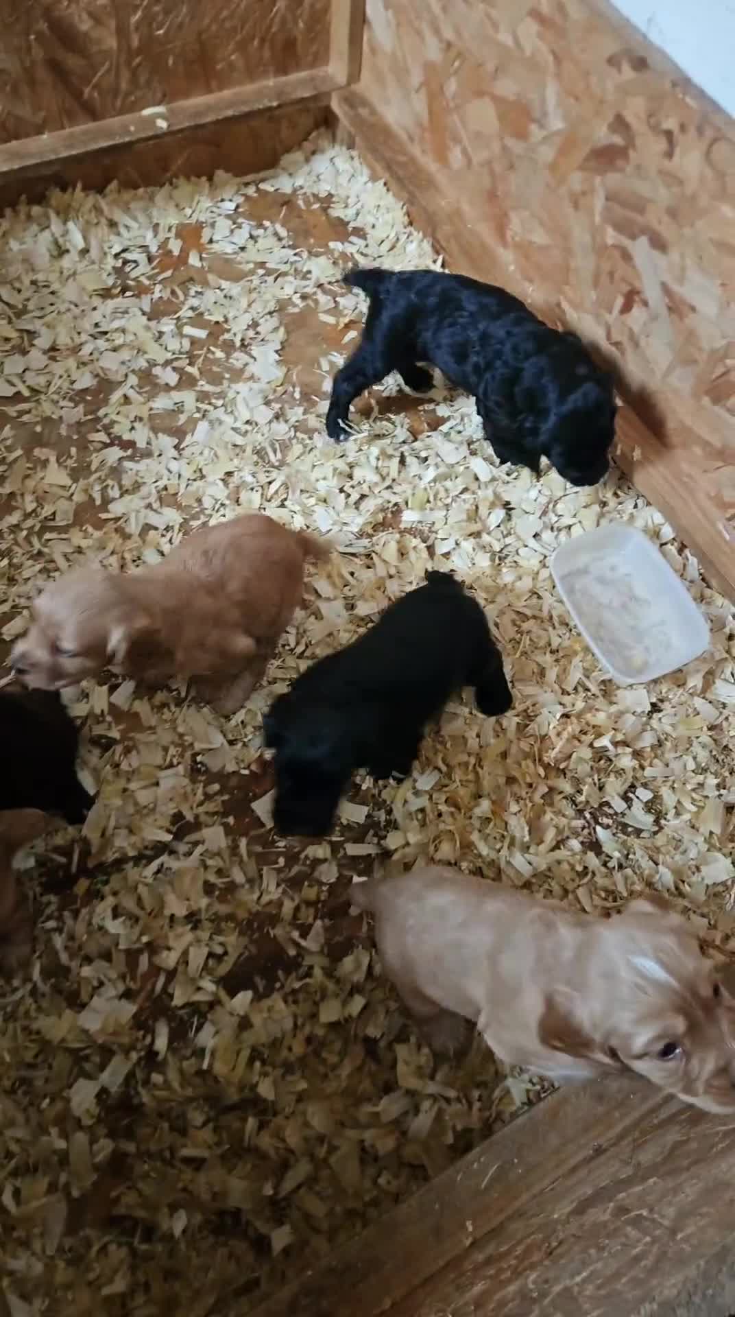 Cocker Spaniel dogs for sale: KC Cocker Spaniel-Black and Golden Boys Available in Settle - Video 3