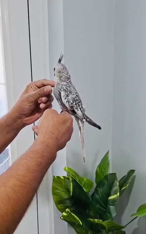 Cockatiels birds for sale: Beautiful baby hand tamed cockatiels for sale. - Video 3