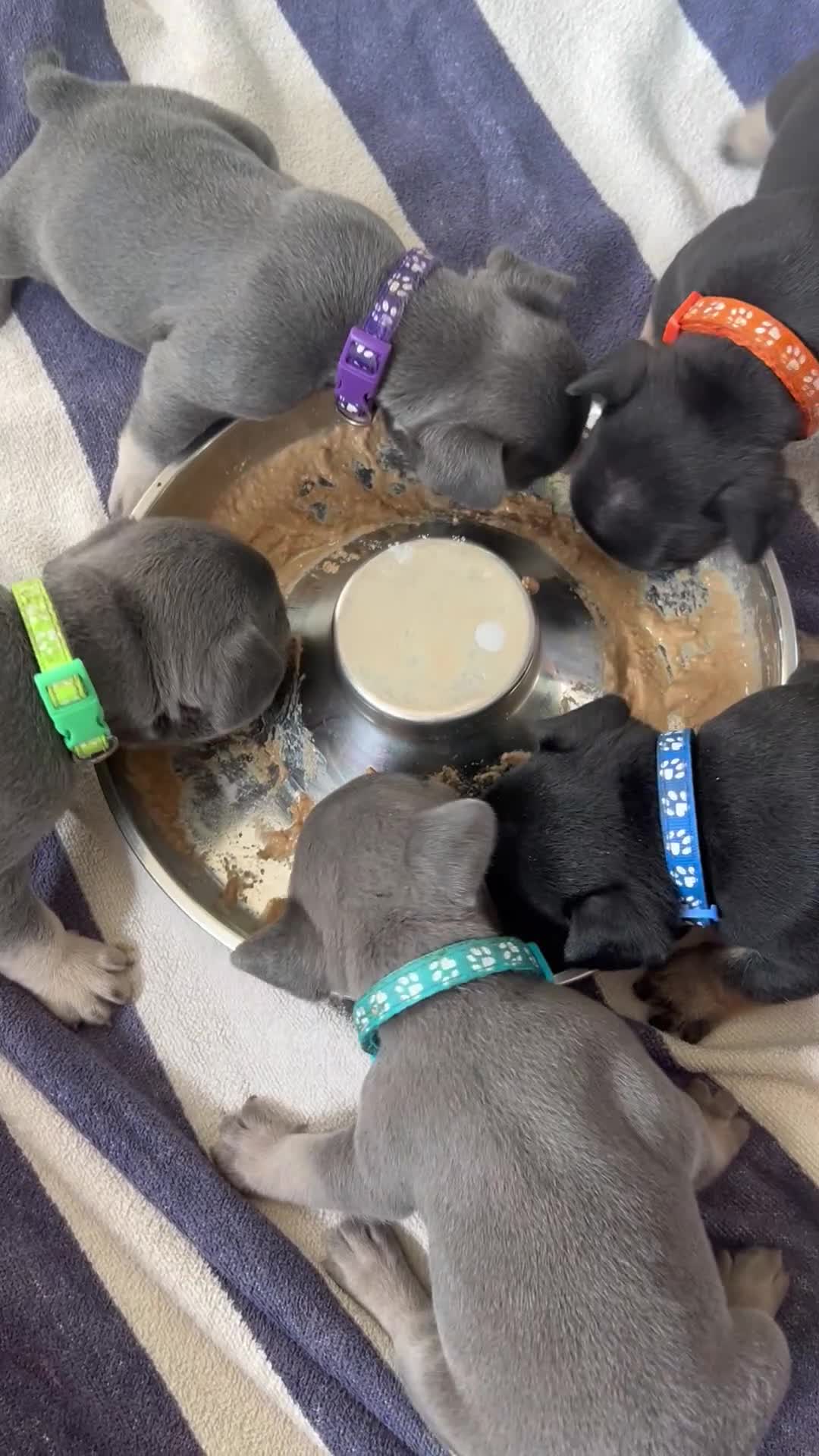French Bulldog dogs for sale: 8 newborn frenchies  - Video 2
