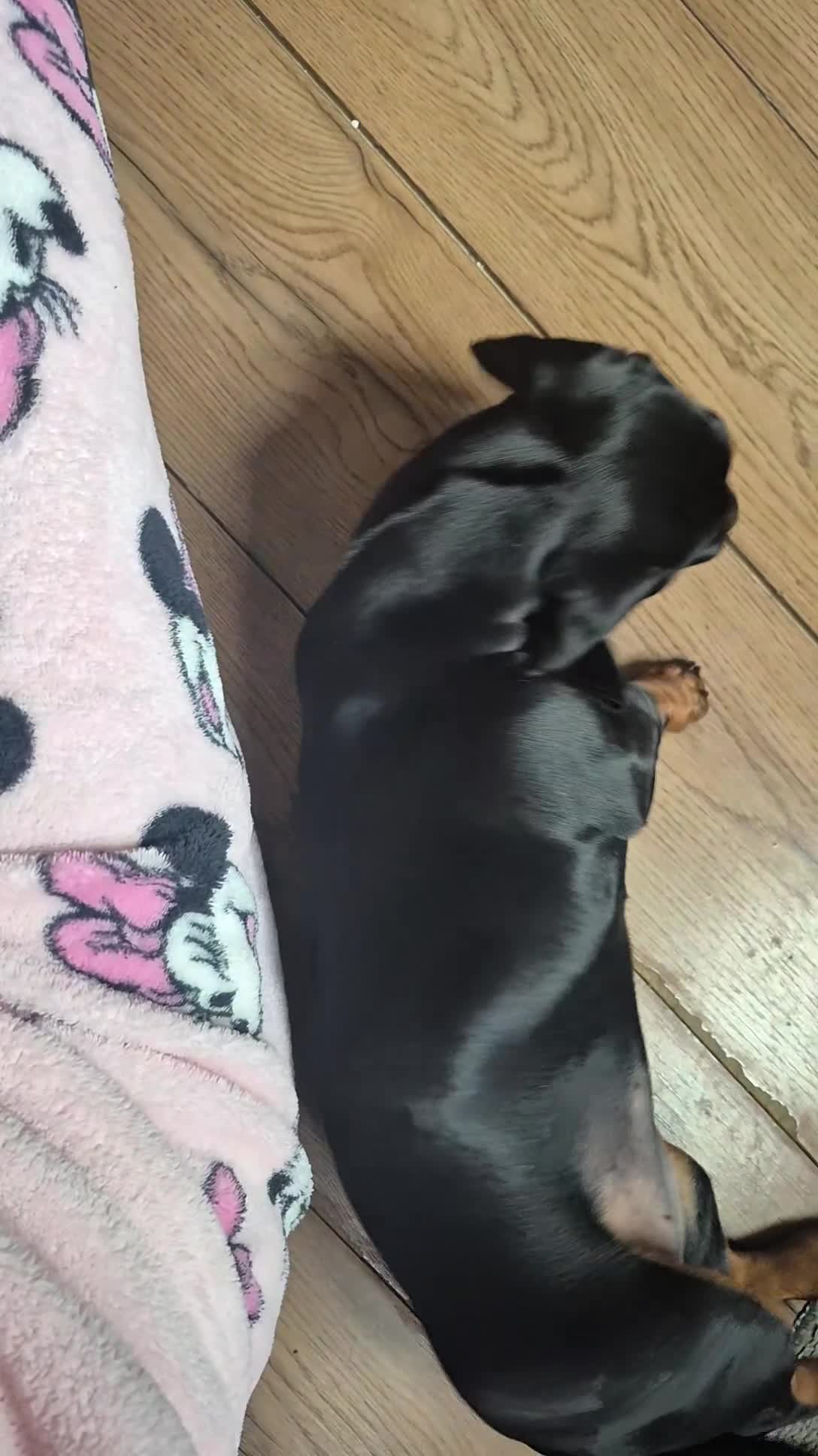 Dachshund dogs for sale: Dachshund girl - Video 2