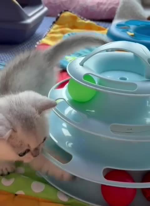British Shorthair cats for sale: British Shorthair 🤍BOY🤍 - Video 1