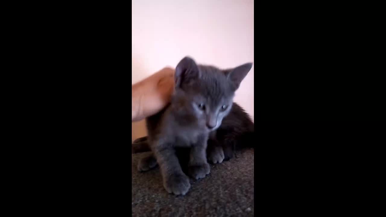 Russian Blue cats for sale: Russian Blue kittens One Girl Two boys - Video 4