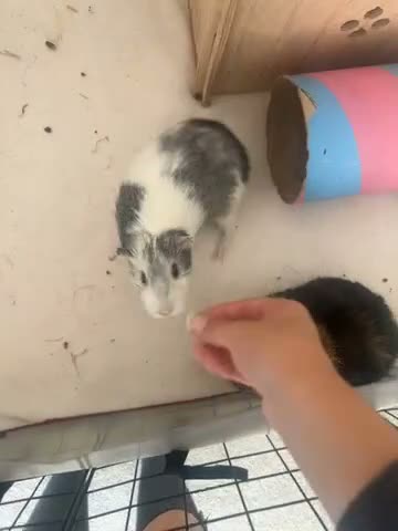 Guinea Pig rodents for sale: 2 guinea pigs  in Newport - Video 1