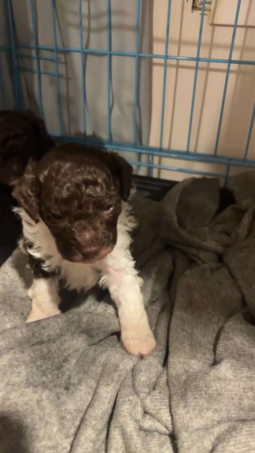 Toy Poodle dogs for sale: Outstanding Miniature Poodle Puppies  - Video 3