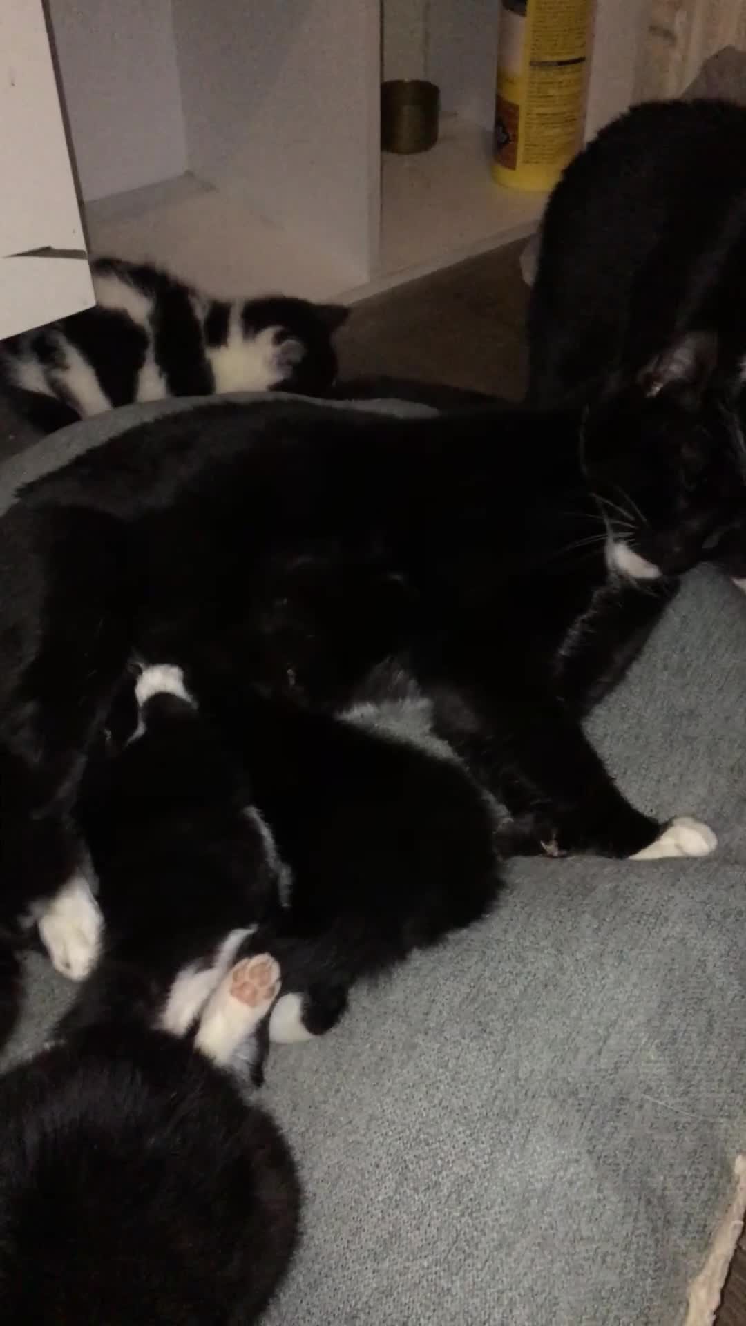 American Shorthair cats for sale: Phoebe's Final Litter Raised with Prayer & Purpose - Video 1