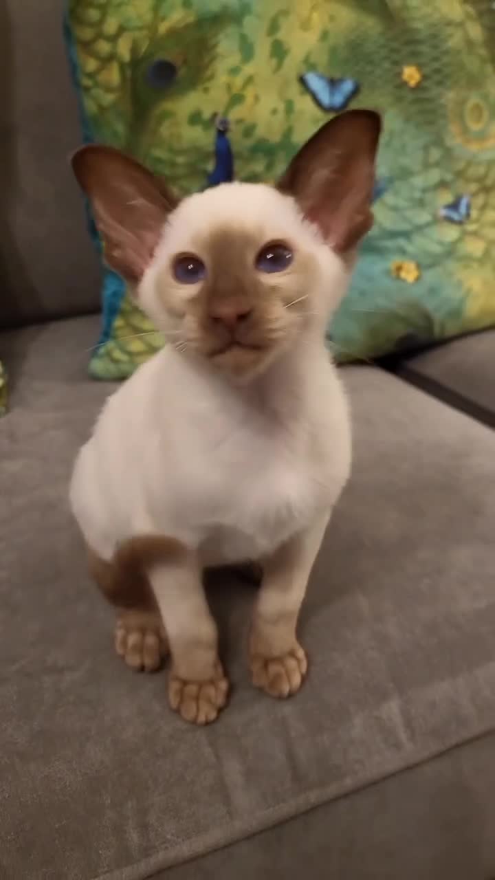 Siamese cats for sale: 2 GCCF Siamese Kittens Available - Video 1